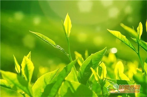 娃哈哈奶茶加盟