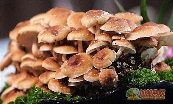 腩潮鲜火锅加盟费