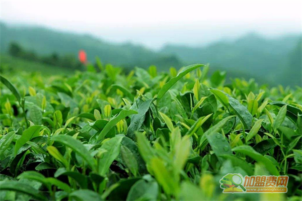 华源茶业加盟须知 华源茶业加盟费多少