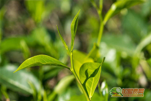 华源茶业加盟费多少钱 华源茶业加盟怎么样