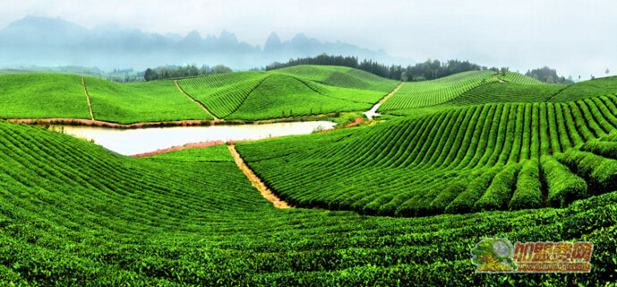 青城茶叶诚邀加盟